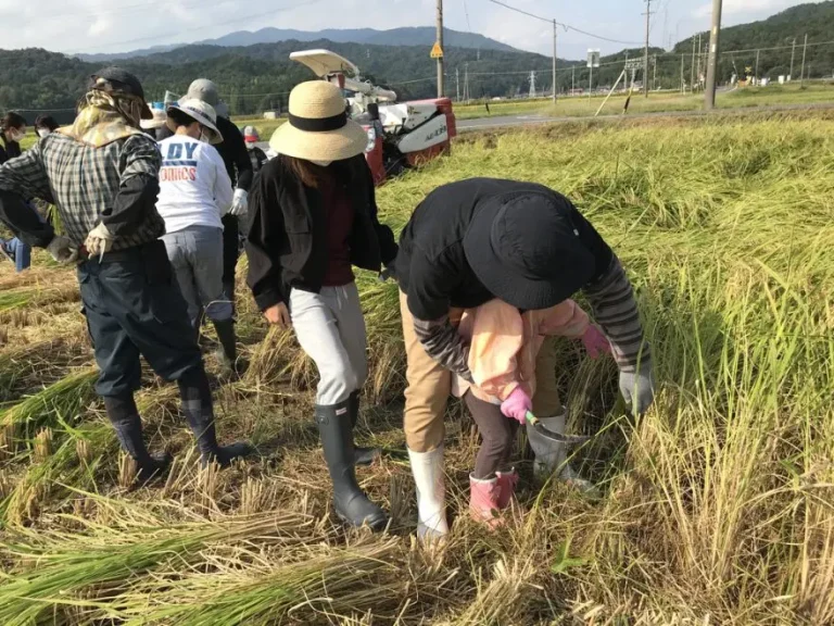 【大垣市】創まちの秋イベント親子稲刈り体験！後日「おにぎり試食会」も開催