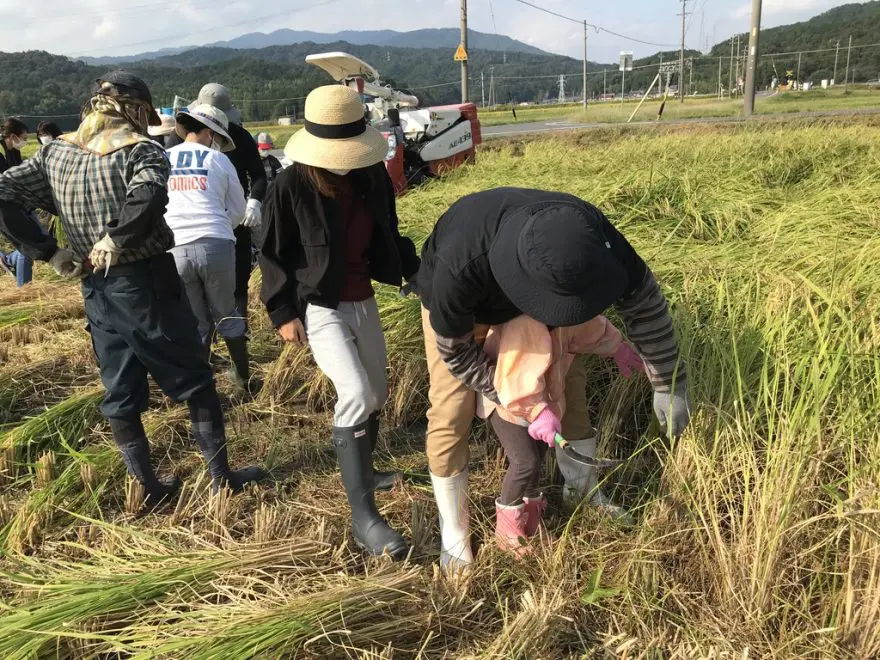 【大垣市】創まちの秋イベント親子稲刈り体験！後日「おにぎり試食会」も開催