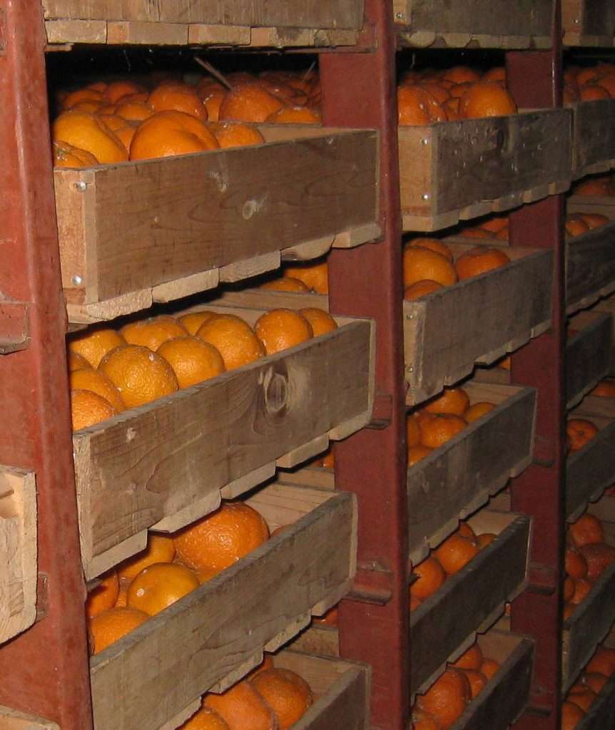 【海津市】ご当地グルメ冬から春に味わいたい南濃みかん・なまず料理・草もち