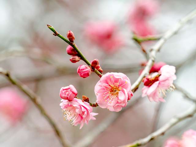 【揖斐川町】「第22回 たにぐみ盆梅展」2月14日から開催、3月1日は“巡礼ウォーク”も