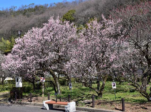 【岐阜市】梅林公園で「第73回 ぎふ梅まつり」開催　ライトアップは2月10日から実施